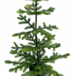 NORDIC DECO Stuegran I Potte