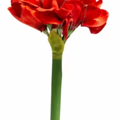 NORDIC DECO Amaryllis