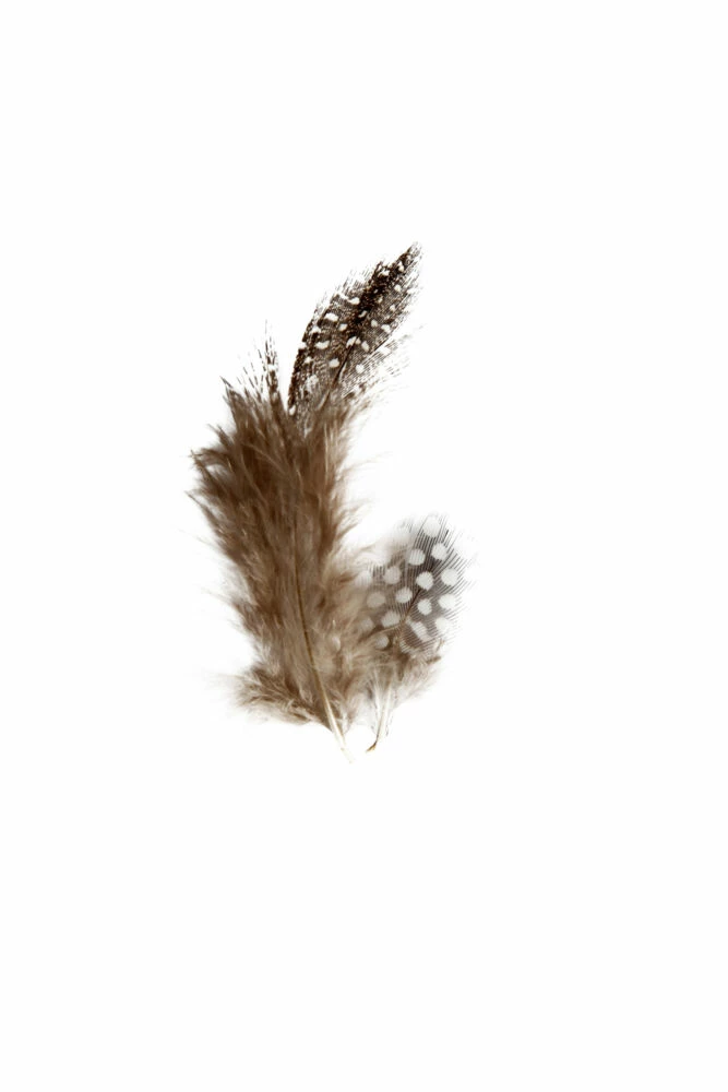 ANDRE MERKEVARER Perlehønsfjær 3 ANDRE MERKEVARER Perlehønsfjær