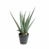 NORDIC DECO Aloe Vera I Potte -Kjøkkenutstyr Outlet 487898 7071189263343 scaled