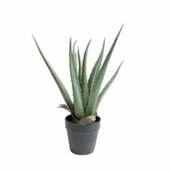 NORDIC DECO Aloe Vera I Potte