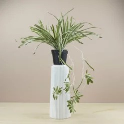 NORD Chlorophytum Plante