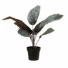 NORD Calathea Plante