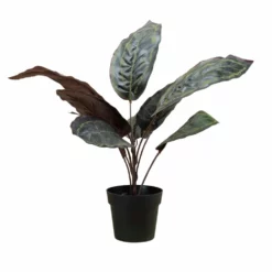 NORD Calathea Plante