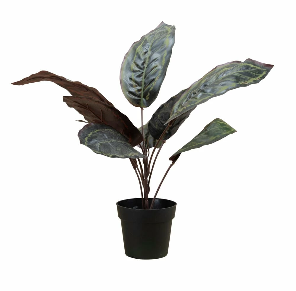 NORD Calathea Plante 3 NORD Calathea Plante