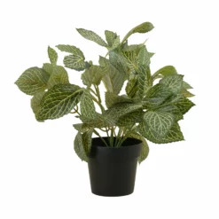 NORD Fittonia I Potte