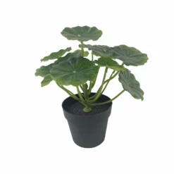 NORD Elefantøre I Potte