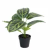 NORD Calathea Plante
