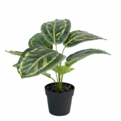 NORD Calathea Plante