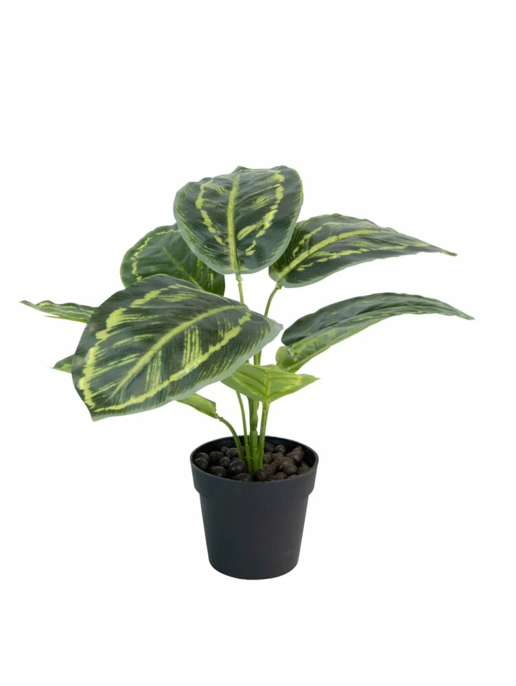 NORD Calathea Plante 3 NORD Calathea Plante