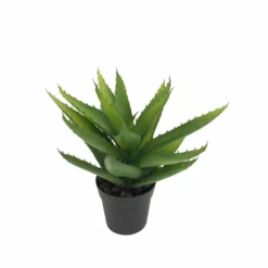 NORD Aloe Vera Plante