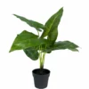NORD Philodendron Plante