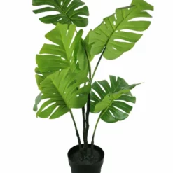 NORD Monstera Plante